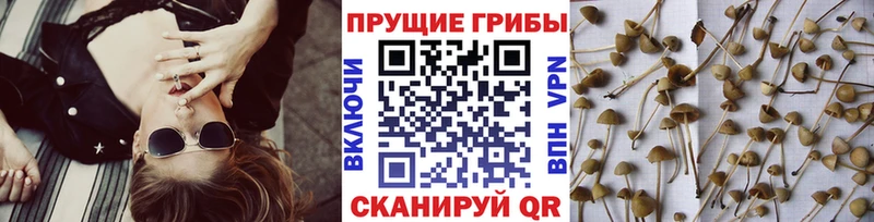 Псилоцибиновые грибы MAGIC MUSHROOMS  Старица 